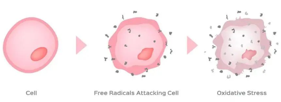 Ergothioneine Powder On Skin Care Ergothioneine Powder On Skin Care